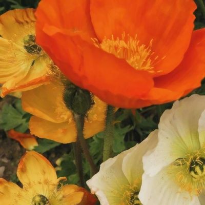 半岛综合娱乐app手机app下载