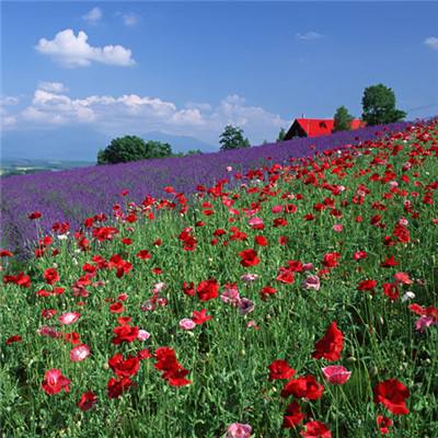 澳门一码一肖一特一中app下载