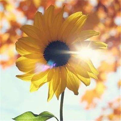 49图库资料免费大全资料澳门app下载截图